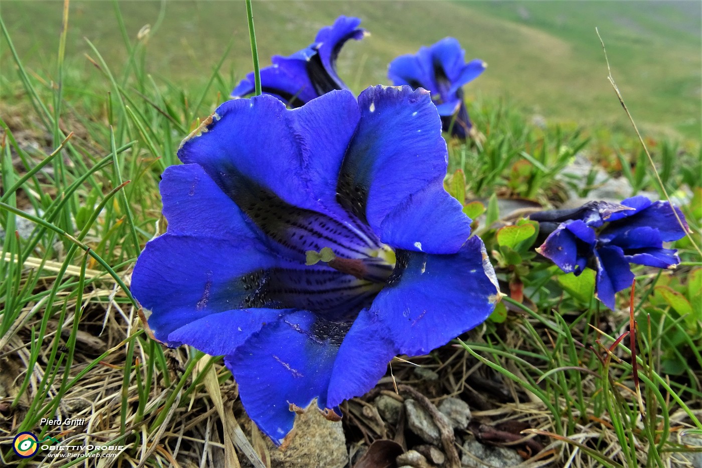 78 Genziana di Clusius (Gentiana clusii).JPG